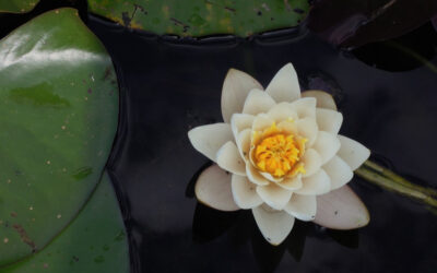 AYURVEDA: L’ARTE DI VIVERE IN SALUTE. Prima parte