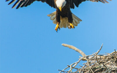 LIBERTA’