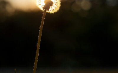 COME ENTRARE IN CONTATTO CON I NOSTRI VERI SOGNI